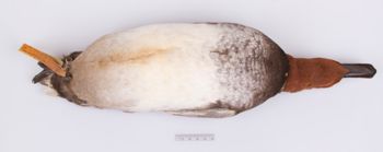 Media type: image;   Ornithology 251734